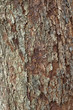 tree bark