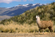 andean llama