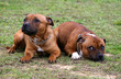 staffies d'amour