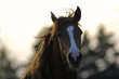 cheval