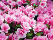 blooming magnolia flowers
