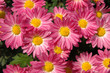 pink chrysanthemums