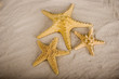 Foto: shell shell
