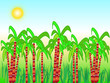 sugarcane harvest field sugarcane harvest field