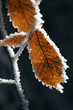givre13