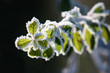 givre04
