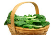 freshly picked chard (clipping path included)