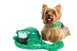 st patricks day yorkie st patricks day yorkie