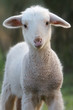ewe