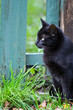 black cat