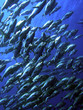 blue snappers 2