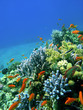 colored reef