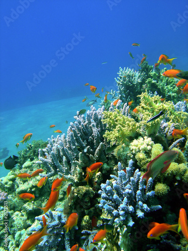 colored reef