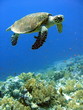 tortue 48