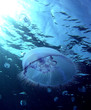 jellyfish 2