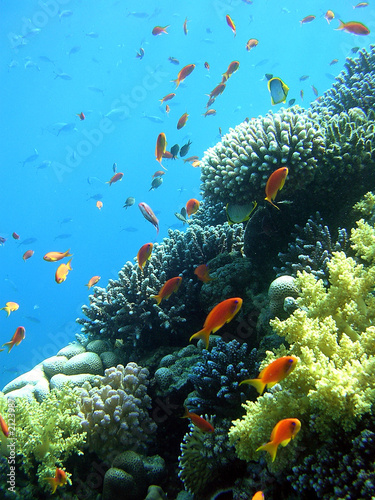 reef 99