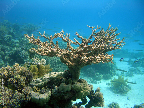 corne de cerf 2