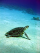 turtle 6