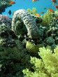 sea cucumber 1