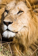 male lion