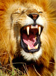 lion yawning