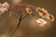 nature morte