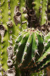 cactus garden