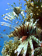 lion fish 1
