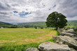 tree on the yorkshire dales