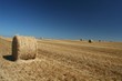 rolls of gathered hay on the lands
