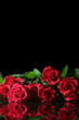 red rose