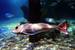 red fish red fish