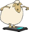dieting sheep