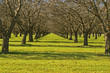  fruit orchard california