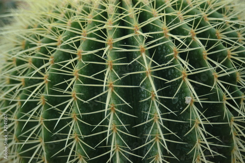 pianta grassa