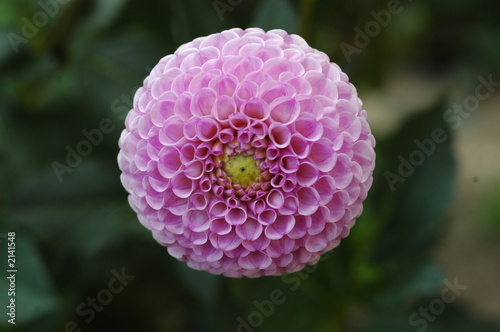fiore fiore