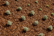 lavander in pine bark