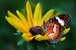 fly fly butterfly