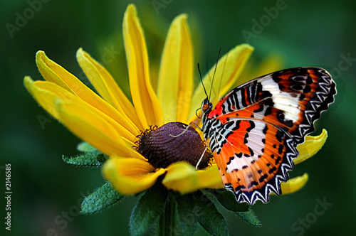 Photo: fly fly butterfly fly fly butterfly