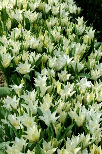 tulipani