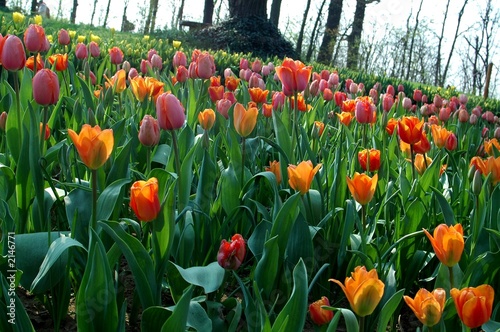 tulipani in fiore