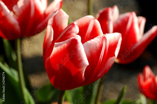 tulipano