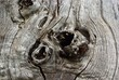 tronco de arbol