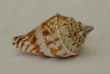 coquillage