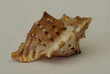 coquillage