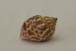 coquillage
