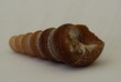 coquillage