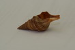 coquillage
