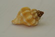 coquillage
