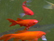 poissons rouge 5